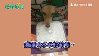 懶得出門喝水 臘腸直接探頭「水get！」