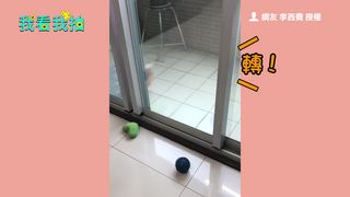 汪星人便便有一套 轉圈轉到你頭暈