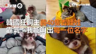 韓國狂飼主養40隻吉娃娃　霸氣：我能叫出每一位名字