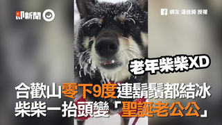 合歡山零下9度連鬍鬚都結冰　柴柴一抬頭變「聖誕老公公」