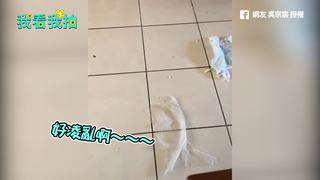 吉娃娃愛搗蛋 亂咬衛生紙
