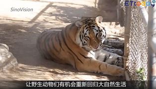 南加州大火後 野生動物驛站喜獲三頭幼獅