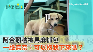 阿金翻牆被馬麻抓包　一臉無奈：可以抱我下來嗎？