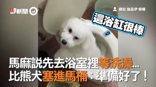 馬麻說先去浴室裡等洗澡...　比熊犬塞進馬桶：準備好了！