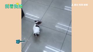 奔馳在便利商店裡的吉娃娃