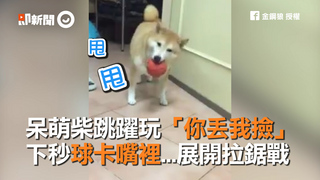 呆萌柴跳躍玩「你丟我撿」 下秒球卡嘴裡...展開拉鋸戰