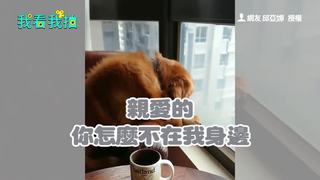 失戀單身狗望窗外耍憂鬱