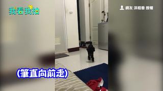 汪星人自動推倒水壺 表示「喝水」時間到