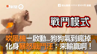 吹風機一啟動...狗狗氣到瘋掉　化身暴怒戰鬥汪：來輸贏啊！