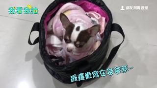 超萌吉娃蛙 溜進主人袋子不願離去XD