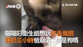 喵喵叼衛生紙想玩你丟我撿　連扔三小時爸崩潰：你是狗嗎