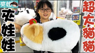 妞妞TV-夾到大隻三花萌貓