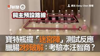 寶特瓶擺「迷宮陣」測試反應　臘腸2秒破解：考驗本汪智商？