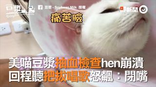 美喵豆漿抽血檢查hen崩潰　回程聽把拔唱歌怒飆：閉嘴