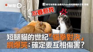 短腿貓的世紀「貓拳對決」　網爆笑：確定要互相傷害？