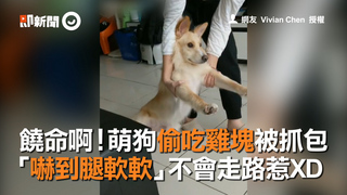 饒命啊！萌狗偷吃雞塊被抓包　「嚇到腿軟軟」不會走路惹XD