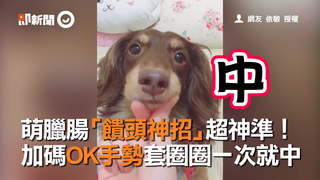 萌臘腸「饋頭神招」超神準！　加碼OK手勢套圈圈一次就中