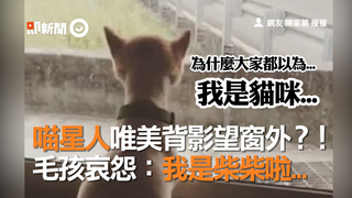 喵星人唯美背影望窗外？！毛孩哀怨：我是柴柴啦...
