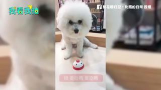 比熊棉花糖愛吃零食就按鈴