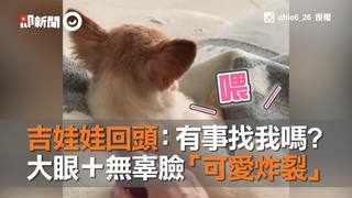 吉娃娃回頭：有事找我嗎? 　大眼＋無辜臉「可愛炸裂」
