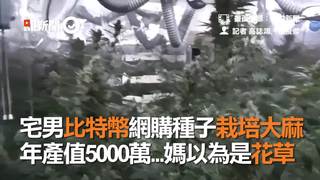 宅男比特幣網購種子栽培大麻　年產值5000萬...媽以為是花草