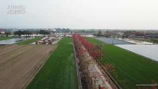 國際級夢幻美景！2018台南林初埤木棉花道空拍影片搶先看