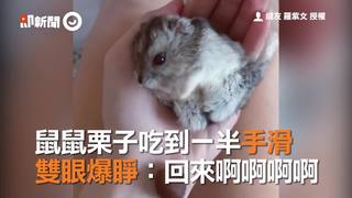 鼠鼠栗子吃到一半手滑　雙眼爆睜：回來啊啊啊啊