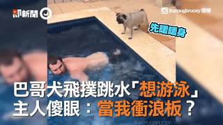 巴哥犬飛撲跳水「想游泳」　主人傻眼：當我衝浪板？
