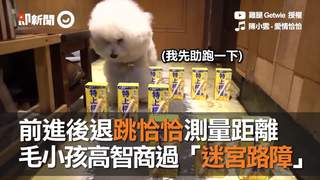 前進後退跳恰恰測量距離　毛小孩高智商過「迷宮路障」