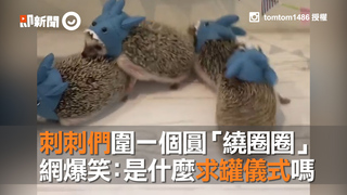 刺刺們圍一個圓「繞圈圈」　網爆笑：是什麼求罐儀式嗎