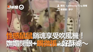 性感鼠鼠銷魂享受吹風機！嫵媚閉眼+嘴微張：好酥湖～