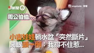 小吉娃娃躺水盆「突然斷片」　閉眼頭一倒：我撐不住惹...