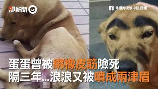 蛋蛋曾被綁橡皮筋險死　隔三年...浪浪又被噴成兩津眉