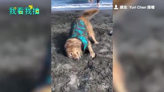 海邊滾沙很失控的旺 媽麻無奈衣服難洗