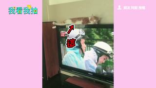 喵星人睡眼惺忪　電視94我最溫暖的床