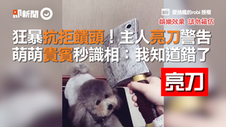 狂暴抗拒饋頭！主人亮刀警告　萌萌貴賓秒識相：我知道錯了