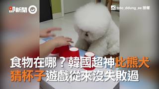 食物在哪？韓國超神比熊犬　猜杯子遊戲從來沒失敗過