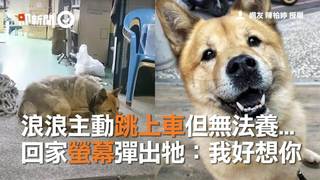 浪浪主動跳上車但無法養...　回家螢幕彈出牠：我好想你