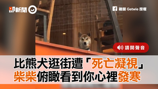 比熊犬逛街遭「死亡凝視」　柴柴俯瞰看到你心裡發寒