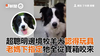 超聰明邊境牧羊犬認得玩具　老媽下指定牠全從寶箱咬來