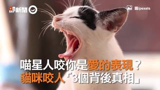 喵星人咬你是愛的表現？　貓咪咬人「3個背後真相」