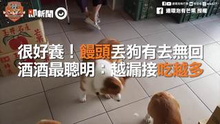 很好養！饅頭丟狗有去無回　酒酒最聰明：越漏接吃越多