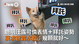 聰明汪露可憐表情+拜託姿勢　哀求爸賞水餃：幾顆就好～