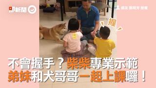 不會握手？柴柴專業示範　 弟妹和犬哥哥一起上課囉！