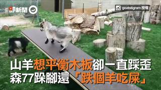 山羊想平衡木板卻一直踩歪　森77跺腳還「跌個羊吃屎」