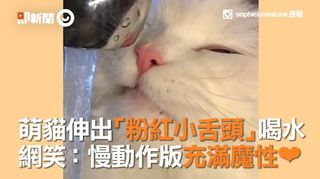 萌貓伸出「粉紅小舌頭」喝水　網笑：慢動作版充滿魔性❤