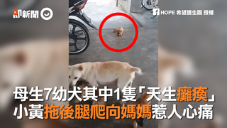 母生7幼犬其中1隻「天生癱瘓」　小黃拖後腿爬向媽媽惹人心痛