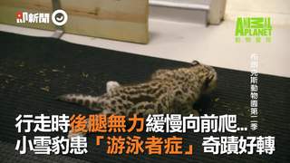 行走時後腿無力緩慢向前爬...小雪豹患「游泳者症」奇蹟好轉