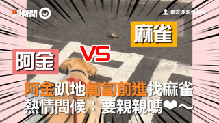阿金趴地匍匐前進找麻雀　熱情問候：要親親嗎❤～