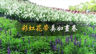 航拍：「彩虹花帶」美如畫
